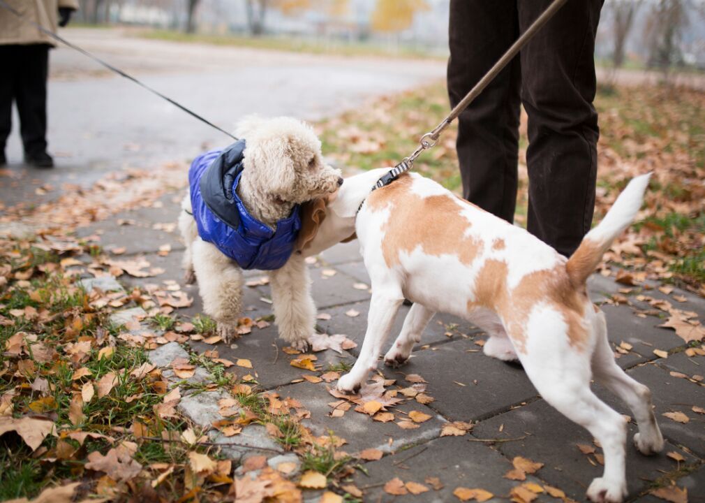 Respect the other owners and dogs